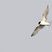 Least Tern